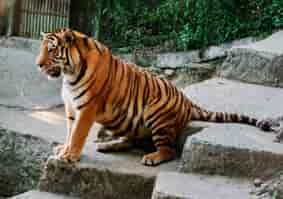 Siberian Tigers in Darjeeling Zoo