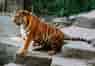 Siberian Tigers in Darjeeling Zoo