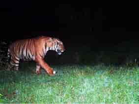 Revival of the Royal Bengal Tiger in Buxa: A Conservation Triumph