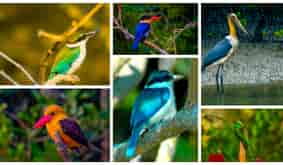 Jharkhali's Sundarban Wild Animals Park Expands Horizon with Exclusive Bird Enclosures