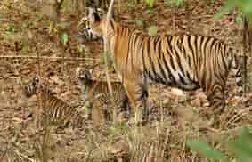 Guru Ghasidas-Tamor Pingla Tiger Reserve