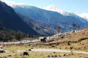 SetMyTrip: Lachung Village with Snowy Mountain Peaks in the Background (Sikkim: April): Alpine Meadows with Spring Grass, Shrubs and Conifer Forests