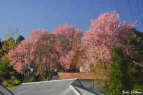 Japan Partners with Meghalaya for 2024 Shillong Autumn Cherry Blossom Festival