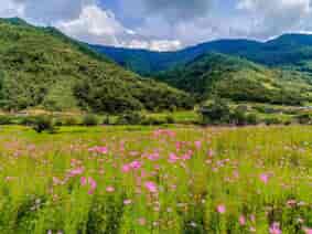 Cosmos Flower Blooming in Chug Valley, Dirang, Arunachal Pradesh (October to Mid November)