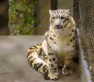 Snow Leopard: Darjeeling Zoo: Padmaja Naidu Himalayan Zoological Park (PNHZP)